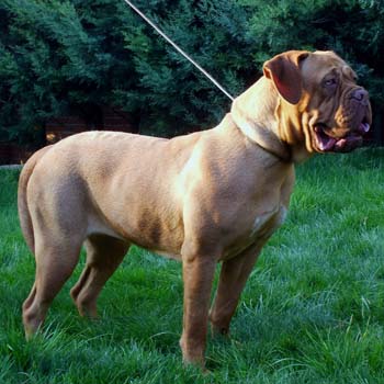 Dogo de burdeos